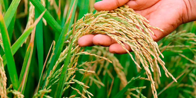 Paddy Rice